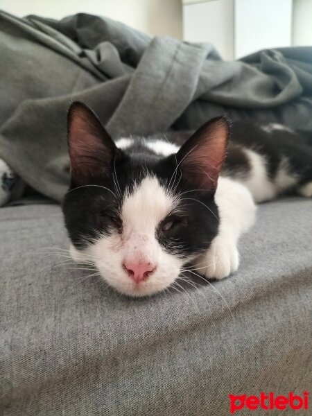 Tuxedo (Smokin) Kedi, Kedi  köri fotoğrafı