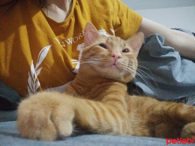 Sarman, Kedi  cheddar fotoğrafı