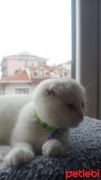 Scottish Fold, Kedi  pamuk fotoğrafı