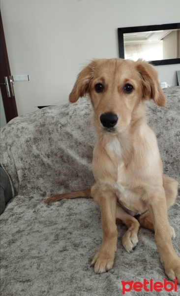 Golden Retriever, Köpek  Tarçın fotoğrafı