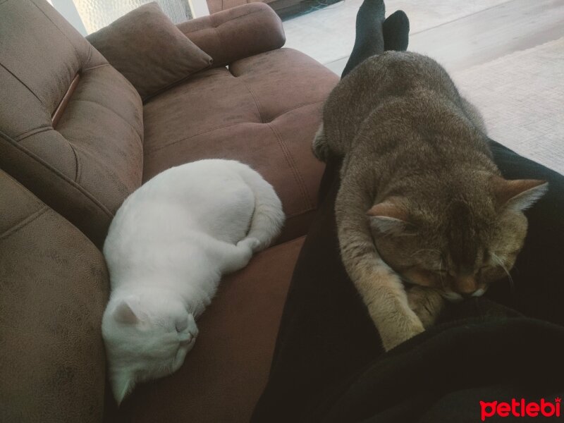 British Shorthair, Kedi  Şıpıdık fotoğrafı