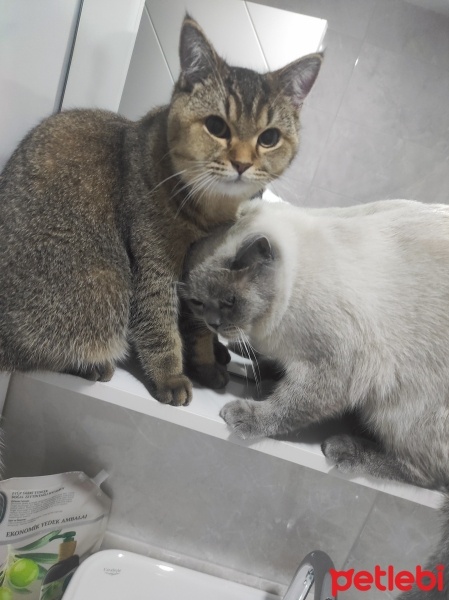 British Shorthair, Kedi  Ceku fotoğrafı
