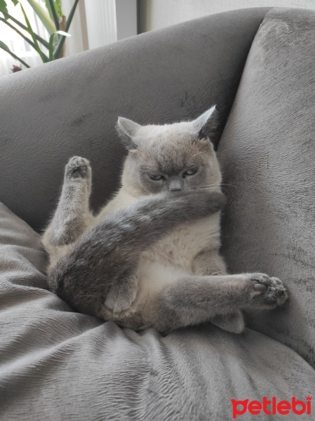 British Shorthair, Kedi  Boncu fotoğrafı