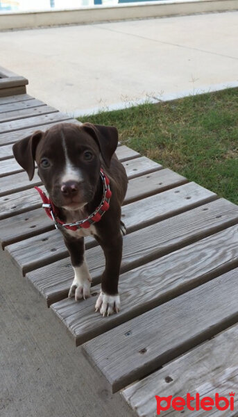 Amerikan Pitbull Terrier, Köpek  Arya fotoğrafı