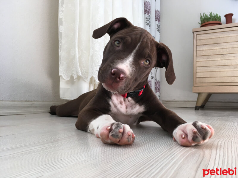 Amerikan Pitbull Terrier, Köpek  Arya fotoğrafı