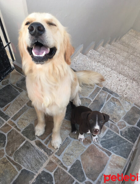 Amerikan Pitbull Terrier, Köpek  Arya fotoğrafı