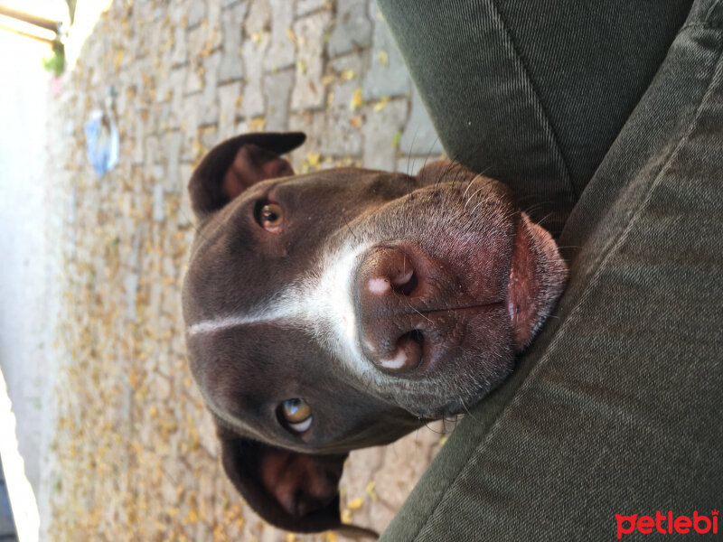 Amerikan Pitbull Terrier, Köpek  Arya fotoğrafı