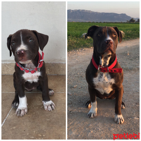 Amerikan Pitbull Terrier, Köpek  Arya fotoğrafı