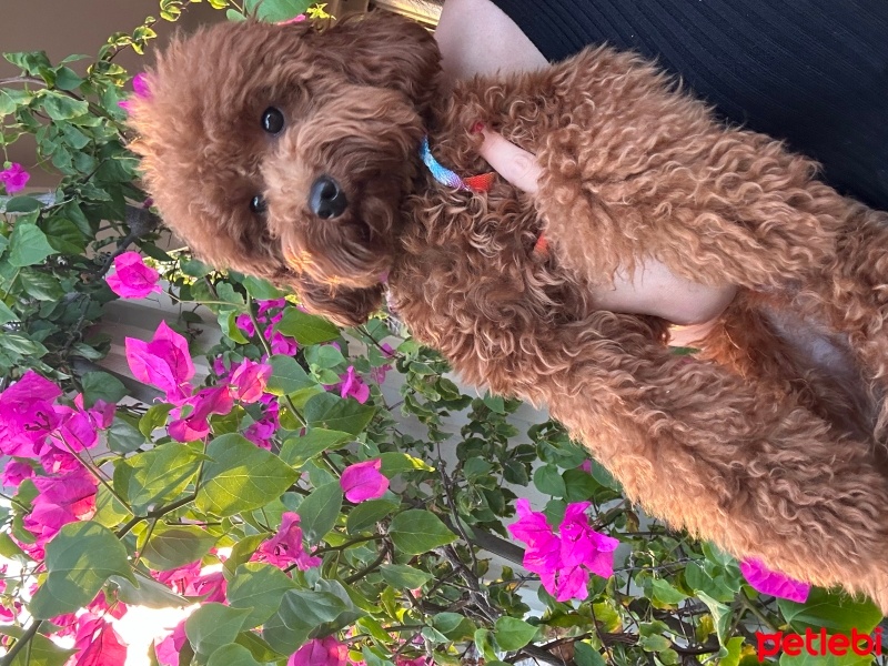 Poodle (Minyatür Kaniş), Köpek  Teddy fotoğrafı