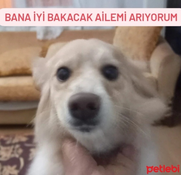 Akita İnu, Köpek  Tarçın fotoğrafı