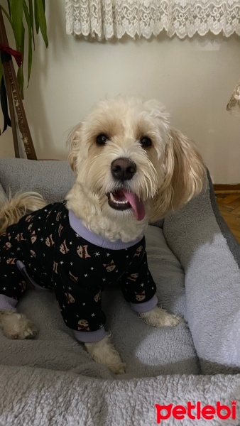 Maltese, Köpek  Kaju fotoğrafı
