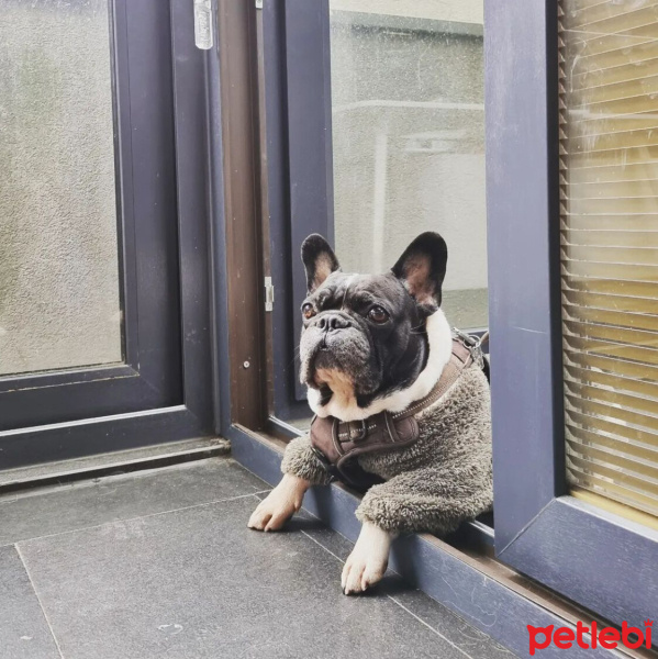Fransız Bulldog, Köpek  Mars fotoğrafı