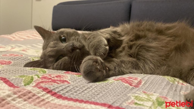 Mavi Rus, Kedi  Ufaklık fotoğrafı