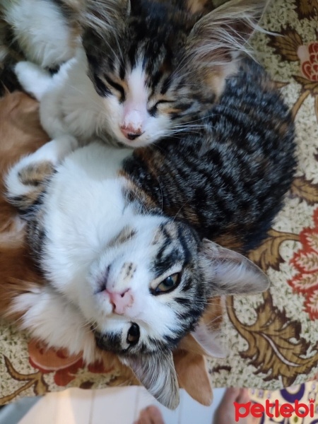 Tekir Kedi, Kedi  Pamuk fotoğrafı