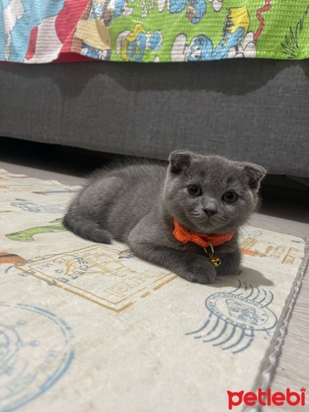 Scottish Fold, Kedi  Paşa fotoğrafı