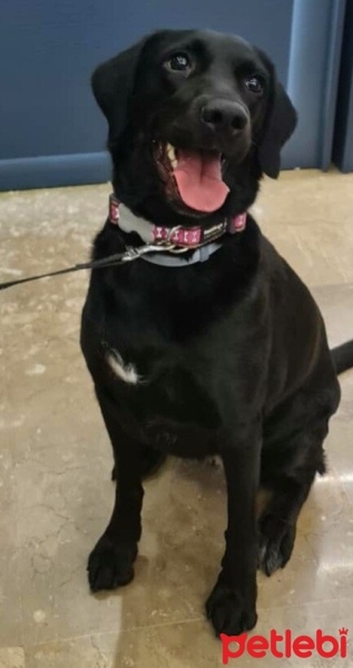 Labrador Retriever, Köpek  Tyra fotoğrafı