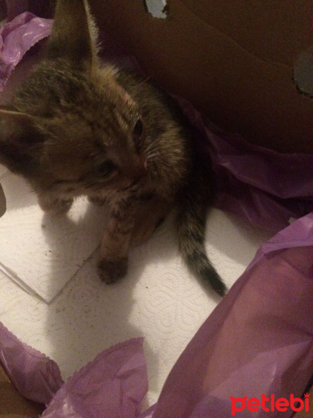 Ankara Kedisi, Kedi  Şapşi  fotoğrafı