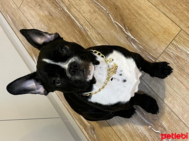 Fransız Bulldog, Köpek  Zeus fotoğrafı