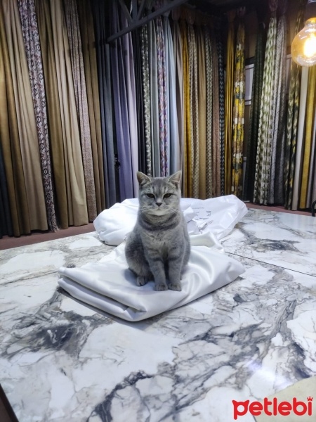 British Shorthair, Kedi  Miya fotoğrafı