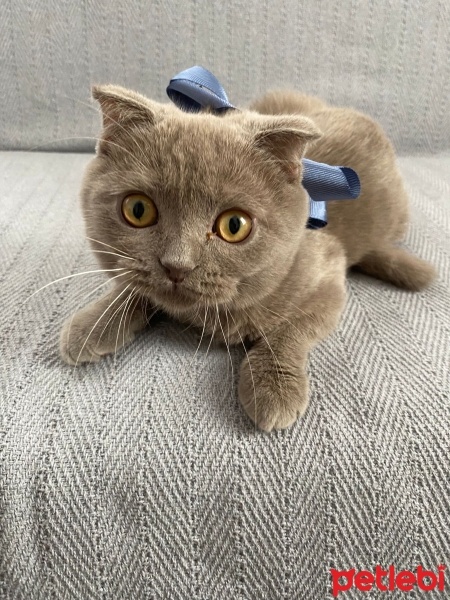Scottish Fold, Kedi  Dobby fotoğrafı