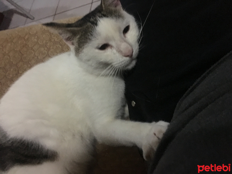 Tekir Kedi, Kedi  isimsiz fotoğrafı