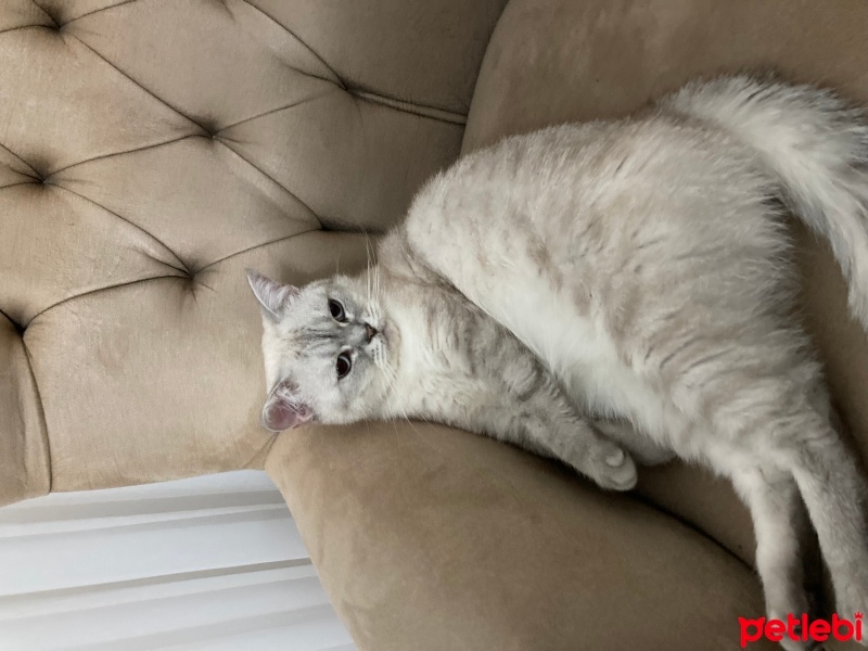 British Shorthair, Kedi  Boncuk fotoğrafı