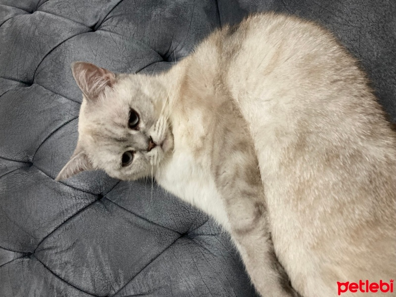 British Shorthair, Kedi  Boncuk fotoğrafı