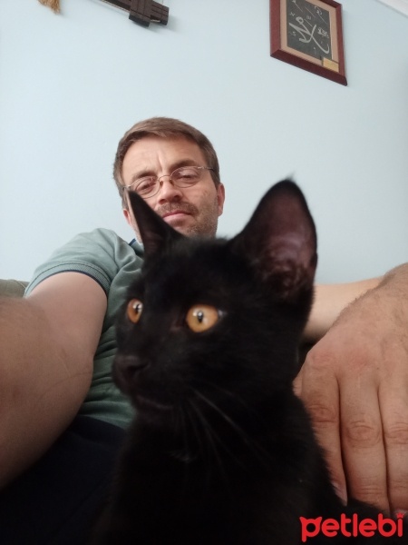 Tekir Kedi, Kedi  Duman fotoğrafı
