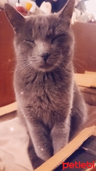 Mavi Rus, Kedi  Duman fotoğrafı