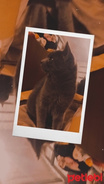 Mavi Rus, Kedi  Duman fotoğrafı
