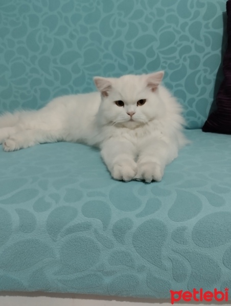 British Longhair, Kedi  Mia fotoğrafı