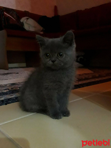 British Shorthair, Kedi  YUMAK fotoğrafı