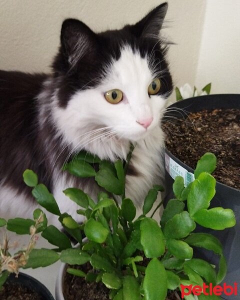 Tekir Kedi, Kedi  Tombiş fotoğrafı