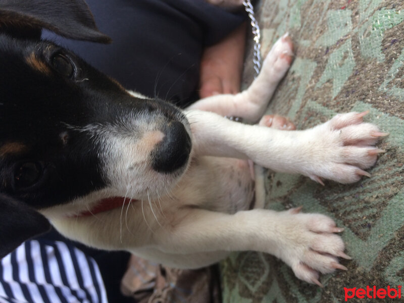 Jack Russell Terrier, Köpek  Linda  fotoğrafı