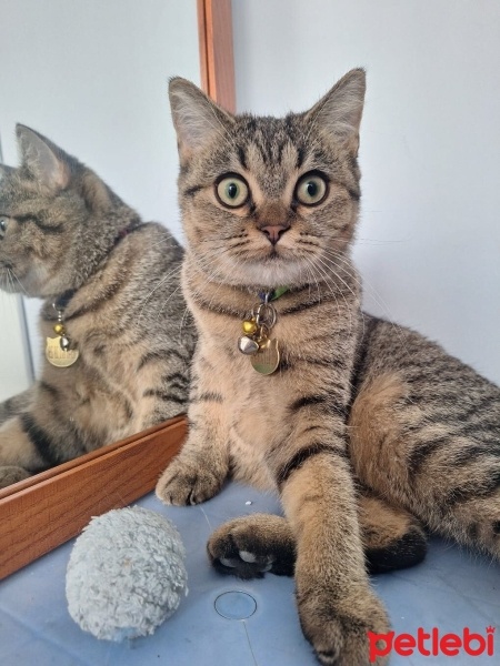 British Shorthair, Kedi  Boncuk fotoğrafı