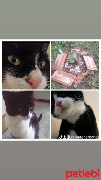 Bombay, Kedi  Zeytin fotoğrafı