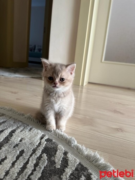 British Longhair, Kedi  Luna fotoğrafı
