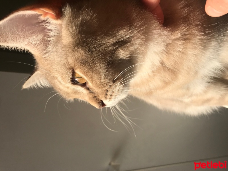 British Shorthair, Kedi  Latte fotoğrafı
