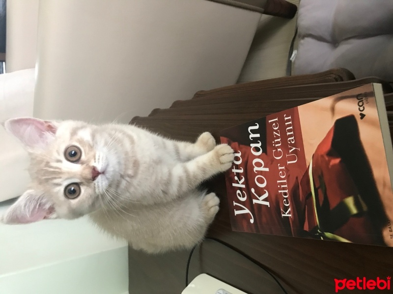 British Shorthair, Kedi  Latte fotoğrafı