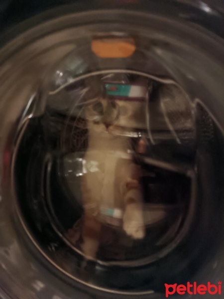 Tekir Kedi, Kedi  Tekir kedi fotoğrafı