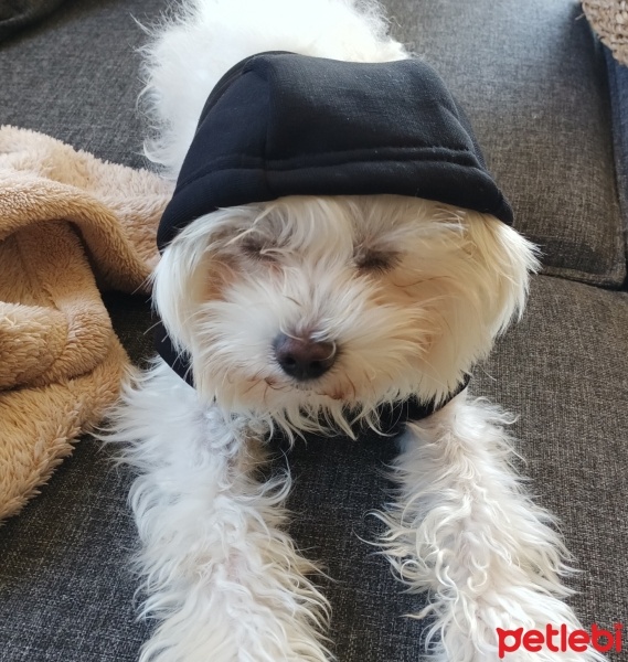 Maltese, Köpek  Leo Mateo fotoğrafı