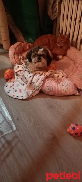 Shih Tzu, Köpek  Çakıl fotoğrafı