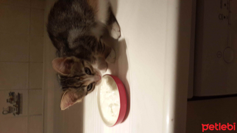 Tekir Kedi, Kedi  badem fotoğrafı