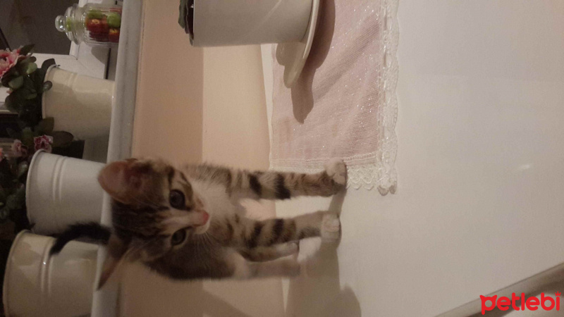Tekir Kedi, Kedi  badem fotoğrafı