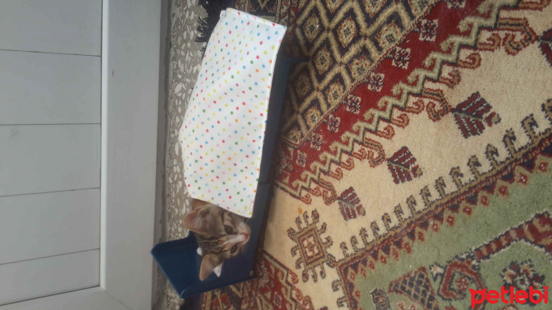 Tekir Kedi, Kedi  badem fotoğrafı