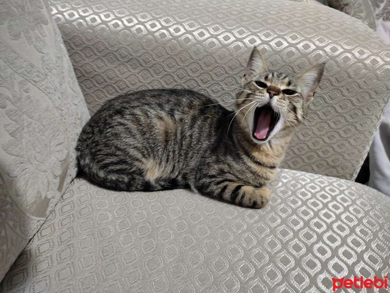 Tekir Kedi, Kedi  miyav fotoğrafı