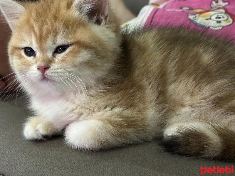 British Shorthair, Kedi  Boncuk fotoğrafı