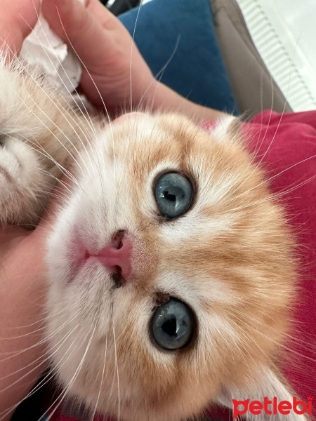 British Shorthair, Kedi  Boncuk fotoğrafı