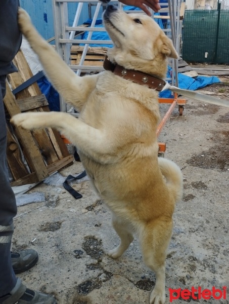 Akita İnu, Köpek  Müdür fotoğrafı