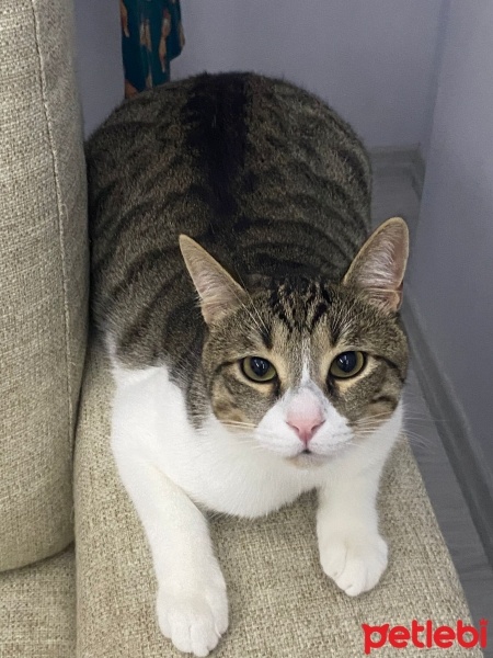 Tekir Kedi, Kedi  malibu fotoğrafı